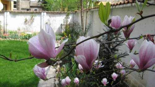 20 РАСТЕНИЯ ОТ ГРАДИНАТА