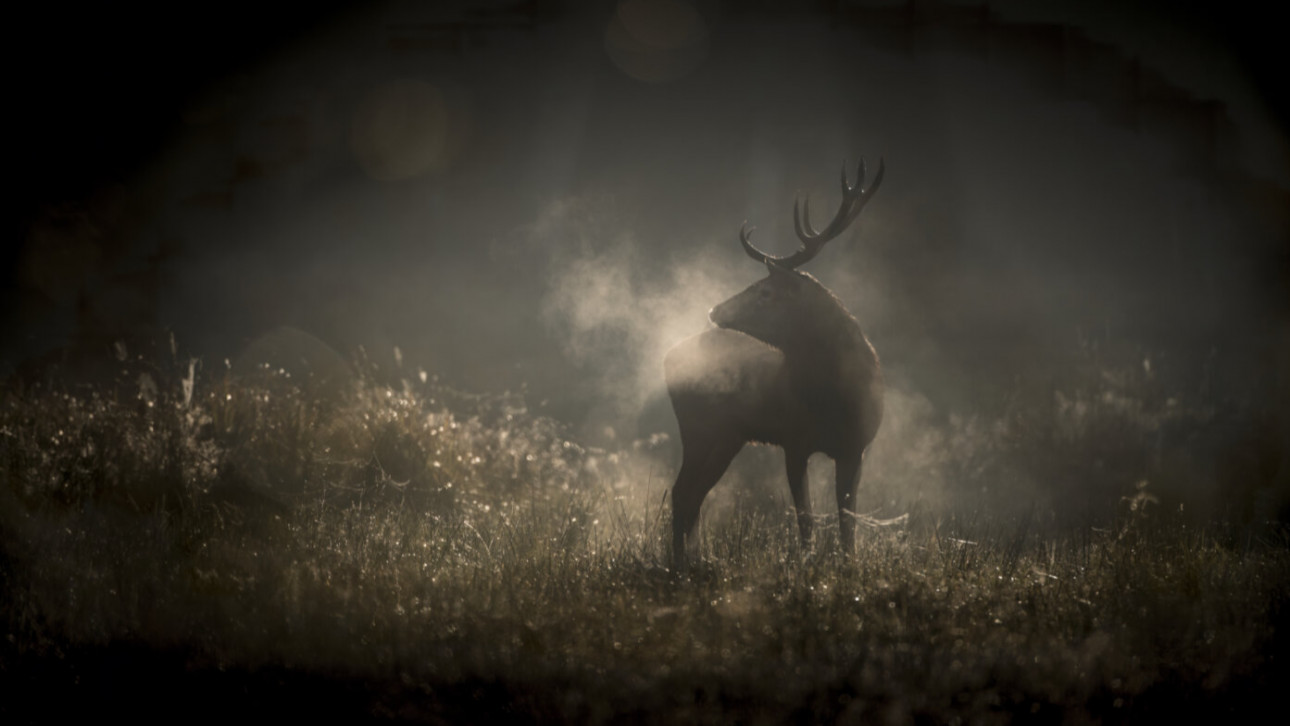 СФФ Природа – с „Мълчаливият приятел“ на Илдико Енеди, номиниран за „Златен лъв“, и „Магията на гората“ на Венсан Мюние